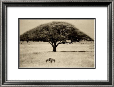 Buy The Sheltering Tree, Serengeti at AllPosters.com