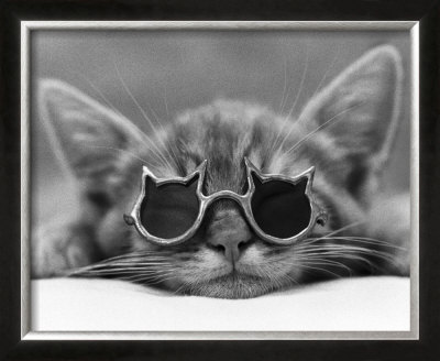 Buy Kool Kat I at AllPosters.com