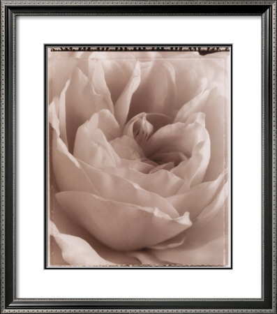 Delicate Rose