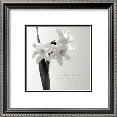 Daffodil Secrets