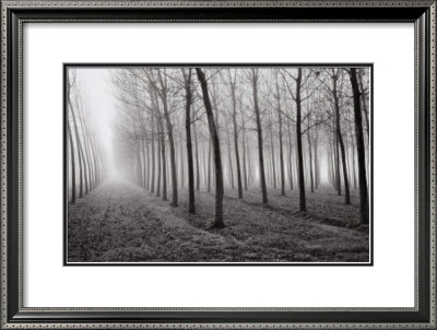 Buy Poplars, Po River Valley, Northern Italy, 1998 at AllPosters.com