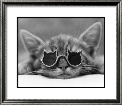 Buy Kool Kat I at AllPosters.com