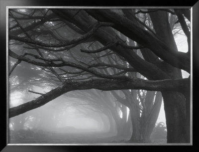 Buy Cypresses, Skyline Drive, South San Francisco, 1996 at AllPosters.com