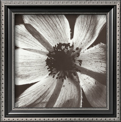 Buy Anemone I at AllPosters.com