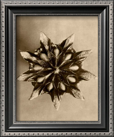 Buy Sepia Botany Study IV at AllPosters.com