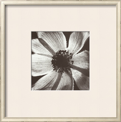 Buy Anemone I at AllPosters.com