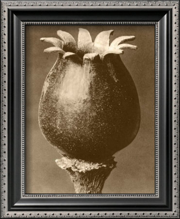 Buy Sepia Botany Study I at AllPosters.com