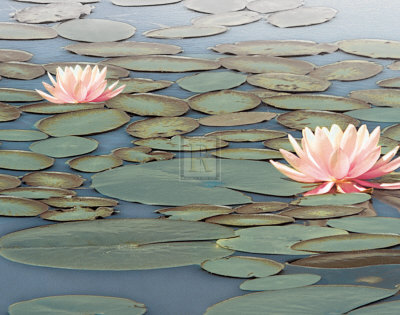 Lily Pool
