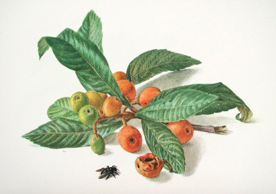 Medlar and Fruit