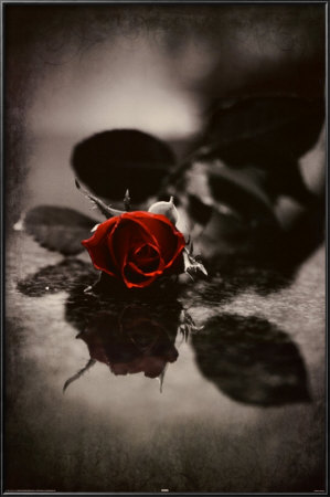 Red Gothic Rose