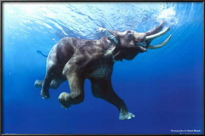 Elephant Swimming