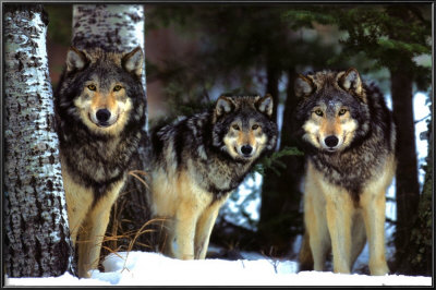 Wolves