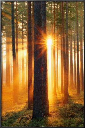 Forest Sunbeams