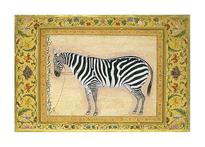 Zebra