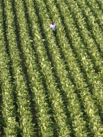 Farm Worker is Makes His Way across a Burley Tobacco Field Pulling Suckers from the Plants