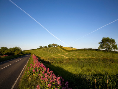 Valerian Wildflowers at the Roadside, Near Strangford, County Down, Ireland