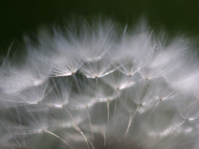 Top of a Dandelion Seed Head is Seen in the Morning Light in Marysville, Pennsylvania