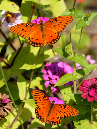 Pair of Passion Butterflies Perch on Flowers at a Houston Park