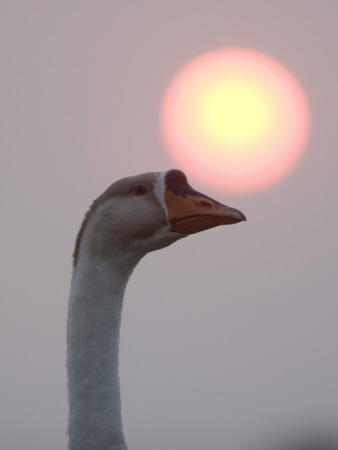 Swan as the Sun Sets Above its Head at Prey Pros Lake in Cambodia