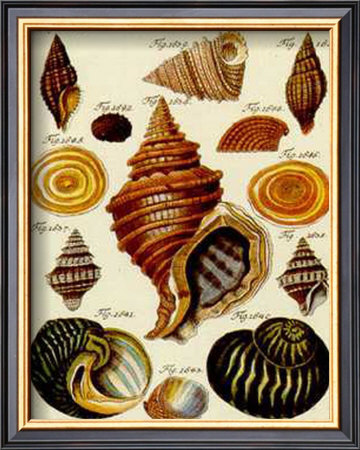Conchylien Cabinet III