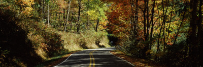 Road Passing Through a Forest, Cove Creek, North Carolina, USA