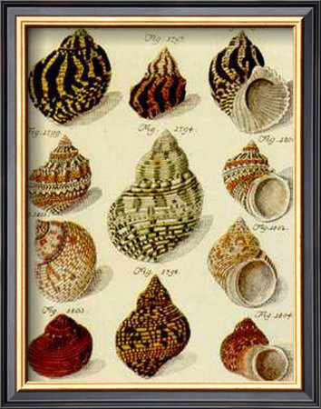 Conchylien Cabinet IV