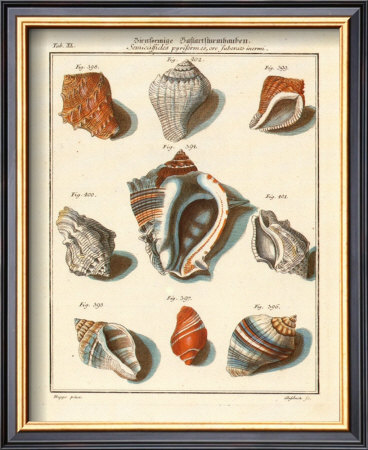 Conchylien Cabinet I