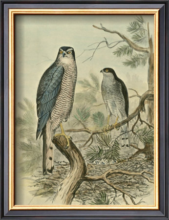 Sparrow Hawk Framed Art Print