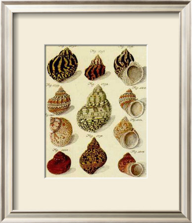 Conchylien Cabinet IV