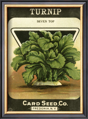 Turnip