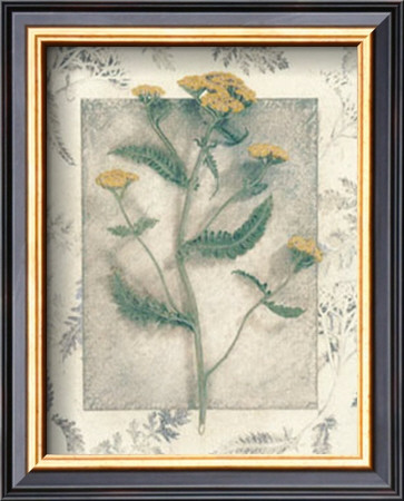 Yarrow