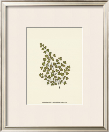 Woodland Ferns II