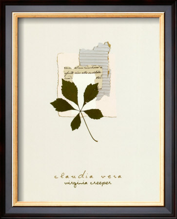 Virginia Creeper