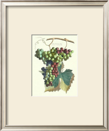 Detail of Grapes II