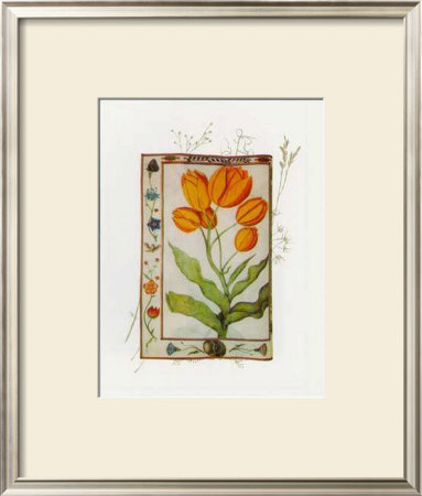 Botanics of 17th Century I
