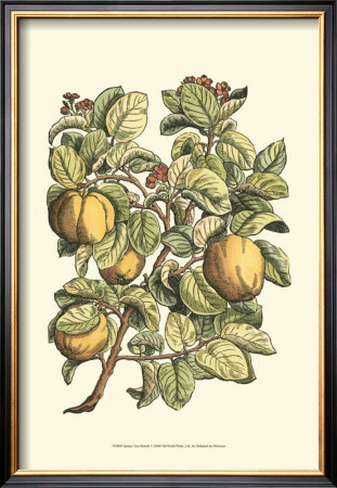 Quince Tree Branch