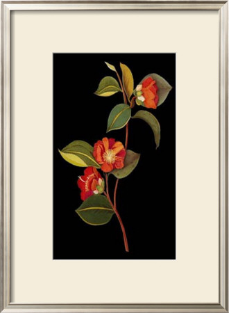 Exotic Beauty I