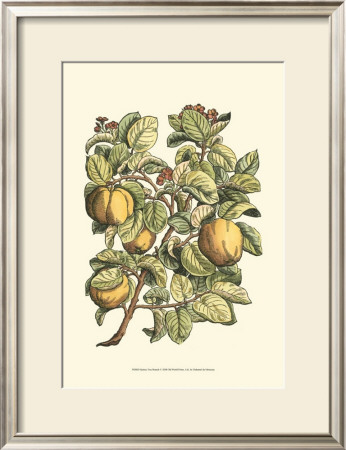 Quince Tree Branch