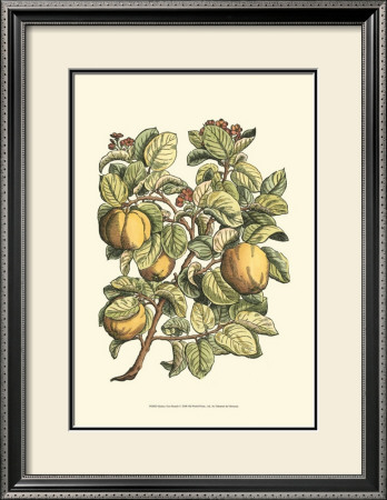 Quince Tree Branch
