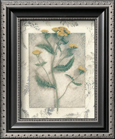 Yarrow