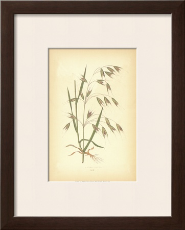 Grasses I