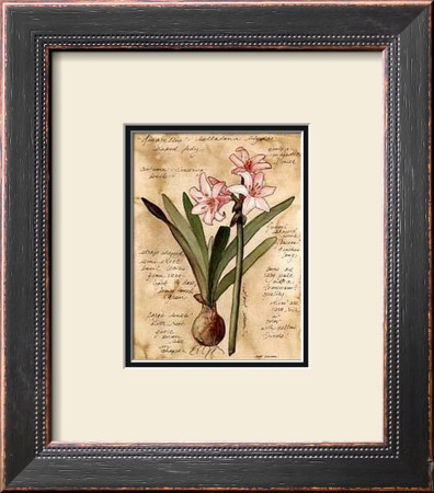 Amaryllis