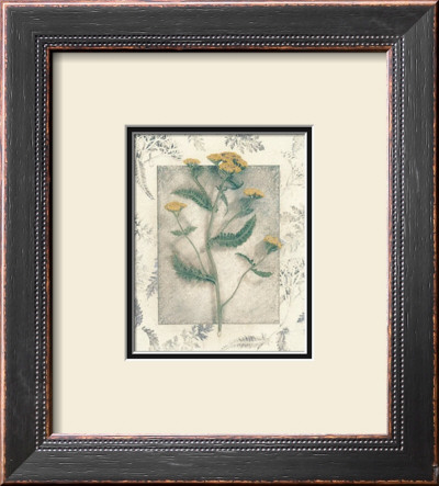 Yarrow