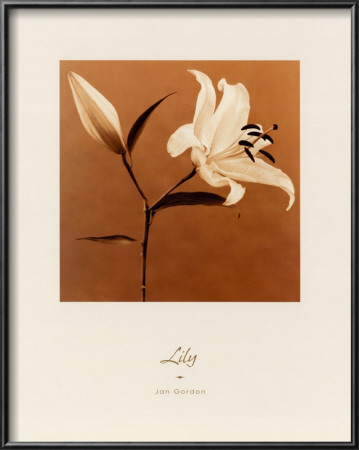 Buy Lily at AllPosters.com
