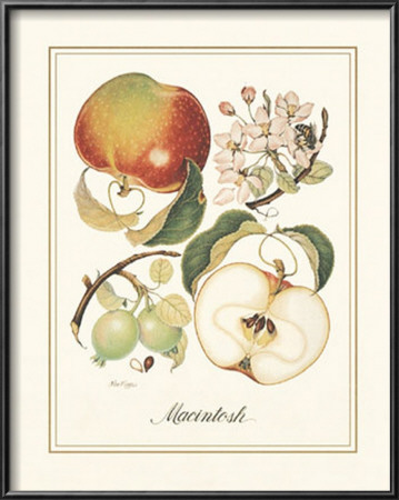 Macintosh