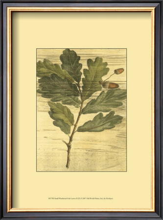 Weathered Oak Leaves II