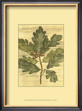 Weathered Oak Leaves I