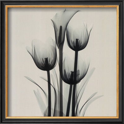 Buy Tulips and Arum Lily at AllPosters.com