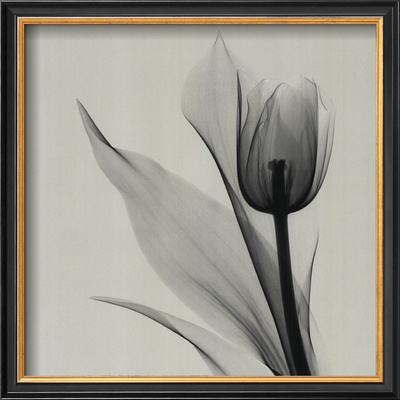 Buy Tulip at AllPosters.com