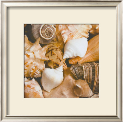 Beachside Shells